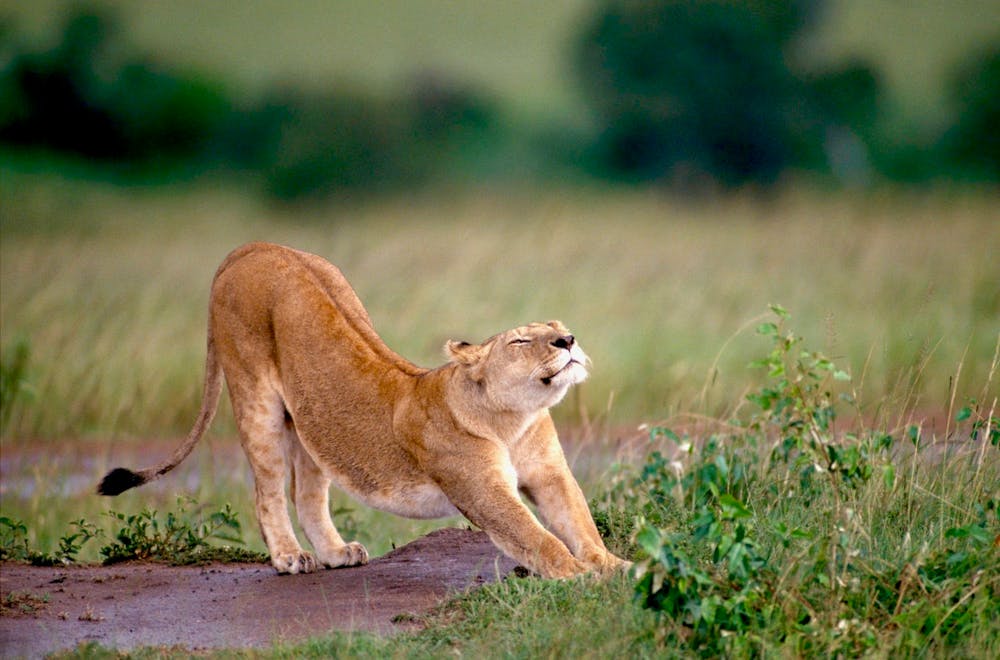Lioness stretching